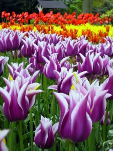 Keukenhof Keukenhof
