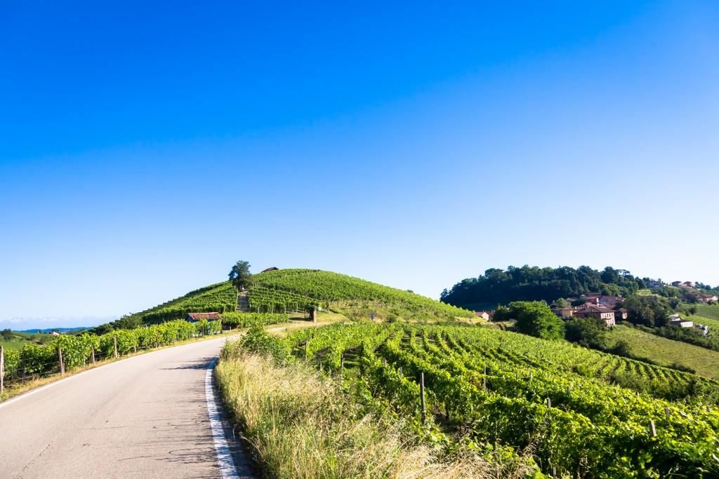 strade del vino monferrato vigneti